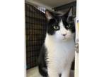 Adopt Stitch a Domestic Short Hair