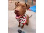 Adopt Twix a Chocolate Labrador Retriever, American Staffordshire Terrier