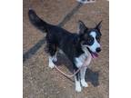 Adopt BOB ROSS a Husky, Mixed Breed