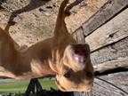 Adopt RED BOW a Labrador Retriever, Mixed Breed