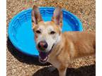 Adopt BISCUIT a Siberian Husky, Mixed Breed