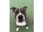 Adopt CURLY FRY a Pit Bull Terrier