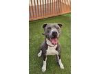 Adopt BRUTUS a Pit Bull Terrier