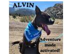 Adopt Alvin a Mixed Breed