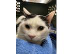 Adopt Mars a Domestic Short Hair