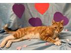 Adopt Heathcliff a Domestic Short Hair