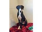 Adopt Valentine a Great Dane