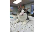 Adopt Acorn a Domestic Short Hair