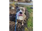 Adopt Sammy a Pit Bull Terrier