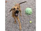 Adopt Odin a Black Mouth Cur