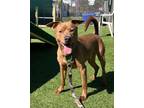 Adopt Travis Kelce a Terrier, Mixed Breed