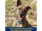 Adopt Tony a Mixed Breed