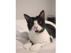 Adopt Mandolin a Domestic Short Hair