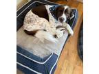 Adopt GA/Ryder a Brittany Spaniel