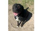 Adopt Rocky a Labrador Retriever