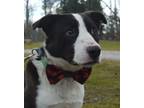 Adopt Blizzard a Border Collie