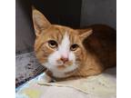 Adopt Simon a Tabby