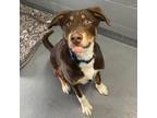 Adopt RONALD a Australian Shepherd, Labrador Retriever