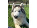 Adopt FANG a Alaskan Malamute