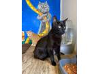 Adopt Eric a American Shorthair