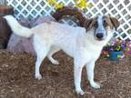 Adopt BRAEBURN a Anatolian Shepherd, Australian Cattle Dog / Blue Heeler