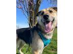 Adopt Fozzy a German Shepherd Dog, Great Pyrenees