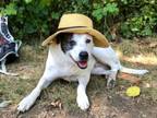 Adopt Loki a Australian Cattle Dog / Blue Heeler, Pit Bull Terrier