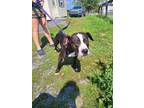 Adopt Hendrix a Pit Bull Terrier