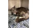 Adopt Zeek a Domestic Short Hair