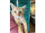 Adopt Eros a Domestic Short Hair