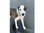 Adopt Leland a Catahoula Leopard Dog