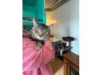 Adopt Virgil a Domestic Short Hair