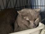 Adopt Grayson a Domestic Short Hair