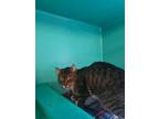 Adopt Teddy a Domestic Short Hair