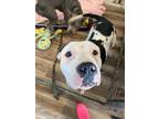 Adopt D.O.G a Pit Bull Terrier