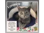 Adopt Veronica a Domestic Short Hair