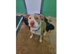 Adopt Capone a Pit Bull Terrier