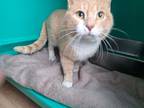 Adopt Simba a Domestic Short Hair