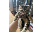 Adopt Rory a Domestic Short Hair