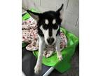 Adopt Zorro a Siberian Husky