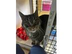 Adopt Rocky a Domestic Short Hair