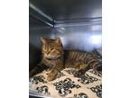 Adopt Edgar a Domestic Short Hair