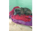 Adopt Black stone a Shar-Pei, Labrador Retriever