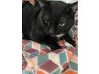 Adopt Jet a Domestic Short Hair