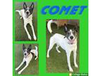 Adopt Comet a Jack Russell Terrier