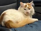 Adopt SPOT a Maine Coon, Domestic Long Hair