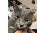 Adopt Prancer a Domestic Short Hair, Russian Blue