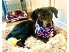 Adopt Zuma- Local foster a Labrador Retriever, Hound