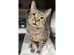 Adopt MORTIMER a Domestic Short Hair