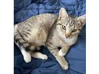 Adopt Sky a Domestic Short Hair, Tabby